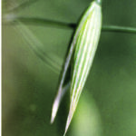 Rust-resistant traits in oats can make varieties susceptible to the victorin toxin, which complicates practical application of the latest research. | File photo