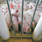 It’s been determined that African swine fever virus remains stable for weeks in all kinds of feed ingredients used in North America. Soymeal and soy-based ingredients appear to be particularly good carriers. | Reuters/Ben Brewer photo