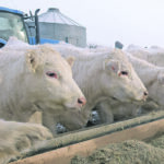 Producers are encouraged to think about mycotoxin risks when feeding their livestock and be aware of what they can do to reduce contamination. | File photo