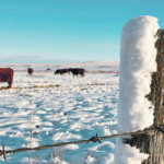 The amount of dry pastureland across the Canadian Prairies at freeze-up and the light snowpack in many areas are causes for worry. | Mike Sturk photo