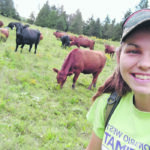 Abbey Taylor moves cattle to fresh pasture on her last day of work at Rock’s End Farm near Wakefield, Que. | Abbey Taylor photo