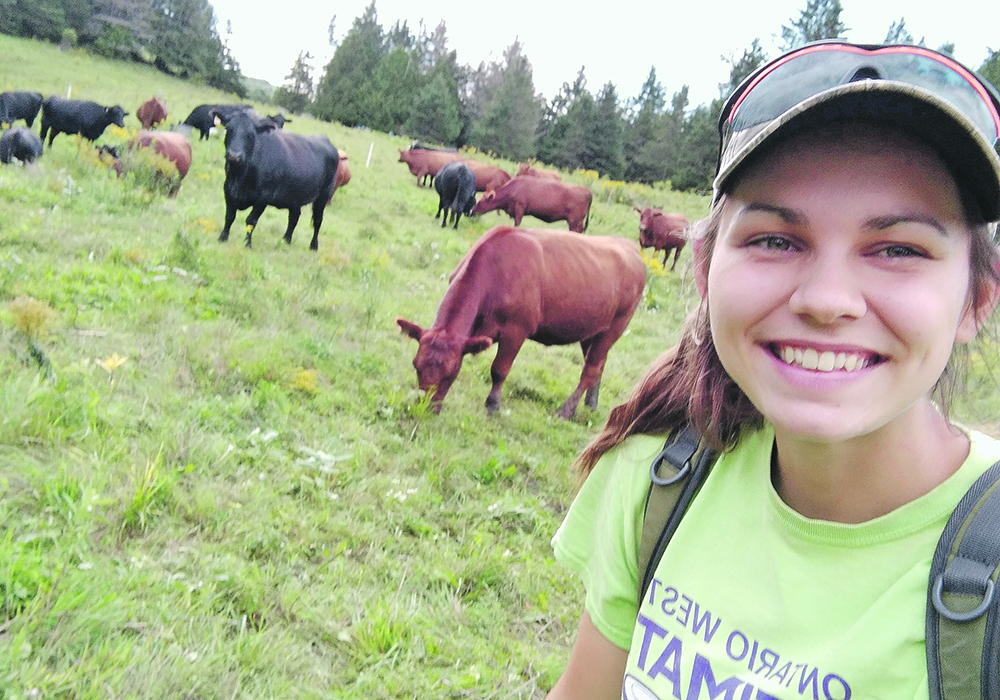 Abbey Taylor moves cattle to fresh pasture on her last day of work at Rock’s End Farm near Wakefield, Que.  |  Abbey Taylor photo