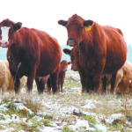 Moosomin RCMP are investigating the presumed theft of 35 cows and 28 calves from multiple sections of land this past fall. | File photo