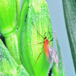 Once wheat midge has established, it is unlikely to disappear. It can survive in low-lying and moist field areas and survive for a time even in unfavourable conditions. | File photo