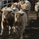 Al Rand said he would like to see more farmers and ranchers across Canada participate in Cows for Grain projects because there are many people in need internationally and the CFB does good work. | File photo