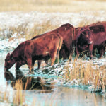 One project is looking at how removing sulfates from water sources improves cattle health. Another will use watering bowls to study antimicrobial resistance. | Mike Sturk photo
