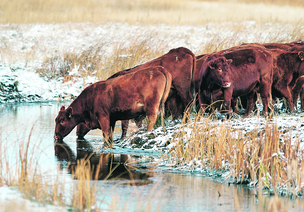 One project is looking at how removing sulfates from water sources improves cattle health. Another will use watering bowls to study antimicrobial resistance. |  Mike Sturk photo