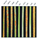 If you don’t believe in gene stacking your cereals, check out P60 in the centre of the lineup. P60 contains the stack of five resistance genes against stem rust. Morocco, LMPG-6 and Fielder are varieties susceptible to stem rust. Sr22-1, Sr45, Sr50, Sr55 are lines with single resistance genes. Infection is evident as red-brown pustules. | 2Blades Foundation photo