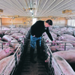 American researchers are working in Vietnam in an effort to learn more about African swine fever prevention and how to handle the illness in large hog operations. Farmers like Mike Patterson of Kenyon, Minnesota, would be devastated if an outbreak was to occur in the United States. | Reuters/Nicholas Pfosi photo