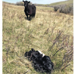 Another cow may try to claim a heifer’s calf if calving occurs in pasture. | Heather Smith Thomas photo
