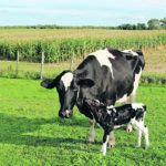 Decreasing inflammation and stress could be a strategy to prevent disease in early lactation, improve the welfare and performance of dairy cows and lower disease-related costs for producers. | Getty Images