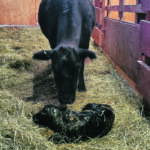 A cow checks out its newborn calf. | Heather Smith Thomas photo
