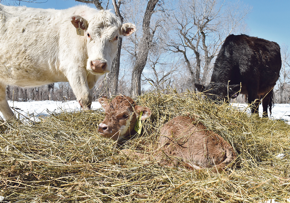 Scours is the number one killer of calves younger than two months old so prevention strategies and plans to handle occurring cases are needed to limit losses. | File photo
