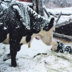 A calf with pneumonia or scours that is outside in bad weather is at high risk for hypothermia. | Heather Smith Thomas photo
