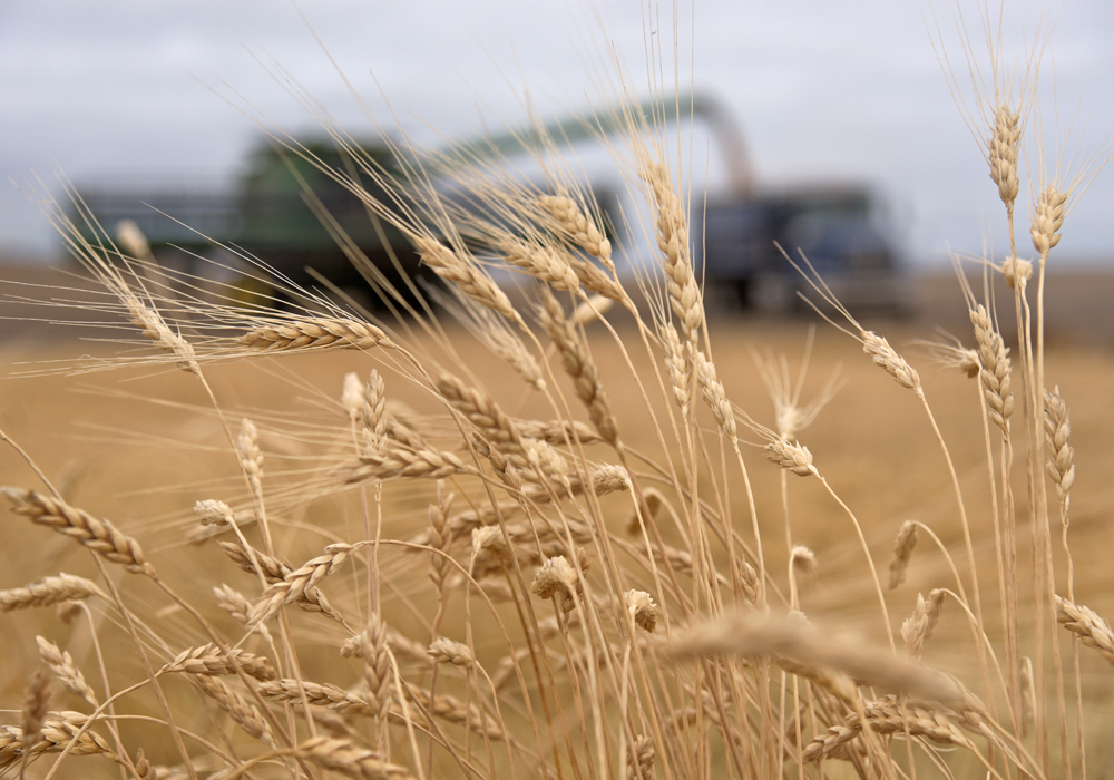 Wheat prices are at seven-year highs after entering a sharp rally in November.  | File photo