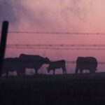 Chad Mokelky was fined $7,200 and assessed a victim surcharge of $2,800 after pleading guilty under Section 4 of the Animal Protection Act. Criminal code charges were stayed. | File photo