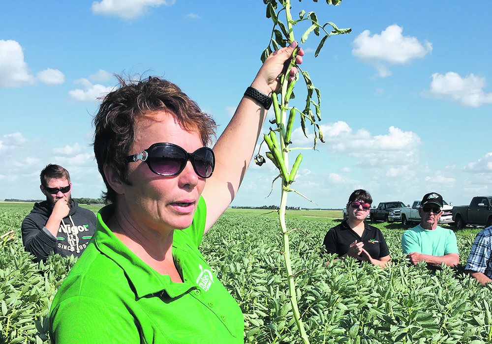 There’s new research looking at the thresholds for control at different times of the season and when they cause the most damage.  This information will help growers decide whether to spray or not spray, says  Sherrilyn Phelps, agronomy manager at Saskatchewan Pulse Growers.   |  Saskatchewan Pulse Growers photo