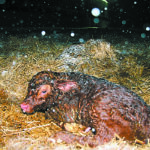 Producers often say they had calves born dead, but a Saskatchewan rancher believes calves are probably born alive 99 percent of the time and cows likely begin licking the calf at the wrong end while the sac was still over its head or covering its nose. | File photo