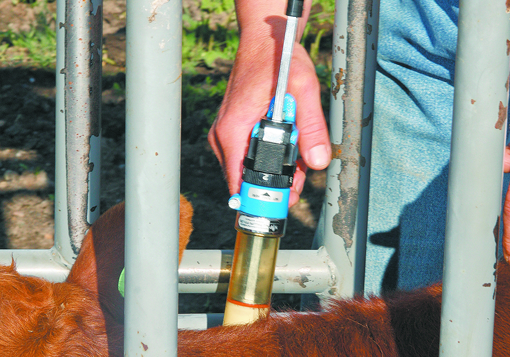 A recent trial could not show significant differences in bovine respiratory disease morbidity, mortality and average daily gain between calves that were vaccinated by injection and those that received vaccines intranasally. | File photo