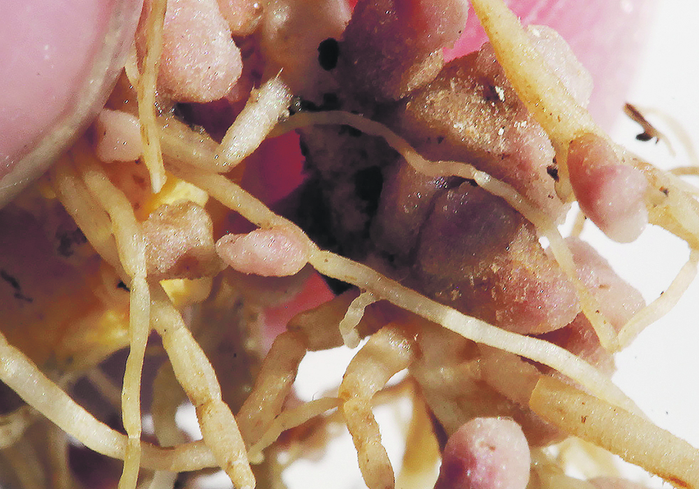 Hemoglobin, in form of leghemoglobin, forms in the root nodules of pulse crops, in this case peas, due to the presence of nitrogen fixing rhizobia bacteria. This results in the nodules taking on the tones of human skin as hemoglobin is also responsible for the red colour in blood.  | Mike Raine photo