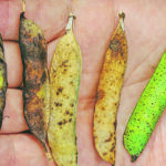 Mycosphaerella blight was present in 100 percent of pea crops in Saskatchewan, with an average disease incidence of 83 percent. | Saskatchewan Ministry of Agriculture photo