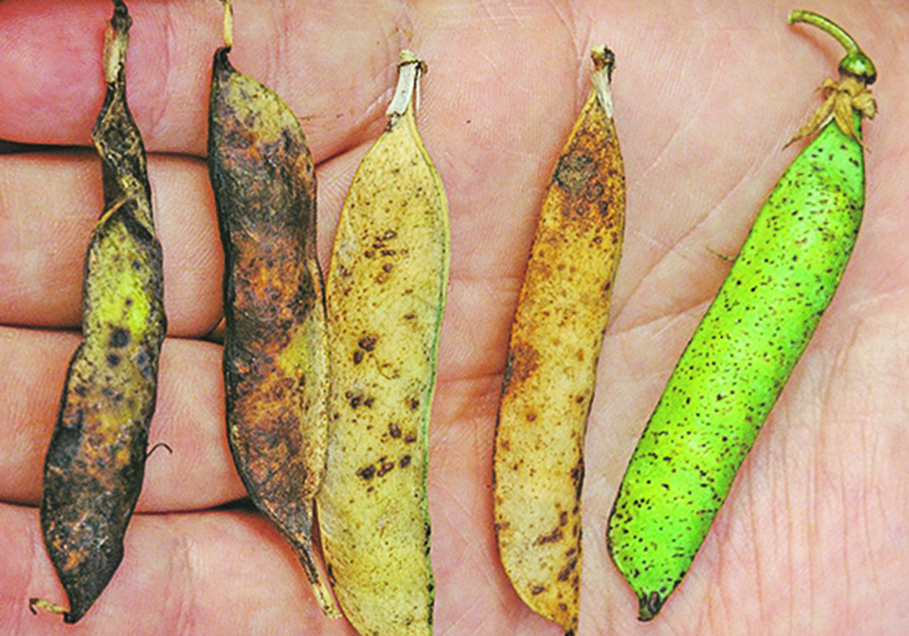 Mycosphaerella blight was present in 100 percent of pea crops in Saskatchewan, with an average disease incidence of 83 percent.  |  Saskatchewan Ministry of Agriculture photo