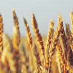 China drafted new tariff rate quota rules for wheat after losing a World Trade Organization case to the United States and implemented them last year. Analysts say the new rules appear to be working. | File photo