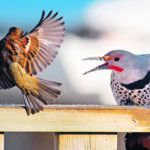A northern flicker chases away a house sparrow trying to steal breakfast at a backyard bird feeder. People across the country are discovering the joys of bird watching. | Mike Sturk photo