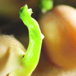 Young peas are under constant pressure in the soil. This germination test shows the presence of ascochyta as it grows on the blotter. | Mike Raine photo