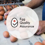 The industry-wide quality assurance program was developed by Egg Farmers of Canada and includes on-farm inspections. Having the certification mark shows the highest quality eggs are being used, according to Egg Farmers of Canada. | Facebook/Egg Farmers of Canada photo