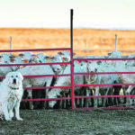 A Great Pyrenees watchdog takes its job seriously. | Mike Sturk photo