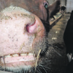 Reducing methane emissions from livestock is one of the environmental measures being considered by the European Union. | File photo