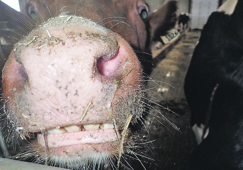 Reducing methane emissions from livestock is one of the environmental measures being considered by the European Union.  |  File photo