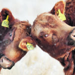 Members of the Saskatchewan Cattlemen’s Association butted heads last week at their annual general meeting over a resolution calling for the organization’s name to be changed. | Mike Sturk photo