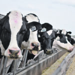 Researchers have also recently determined that cows that eat biochar produce less methane. | File photo