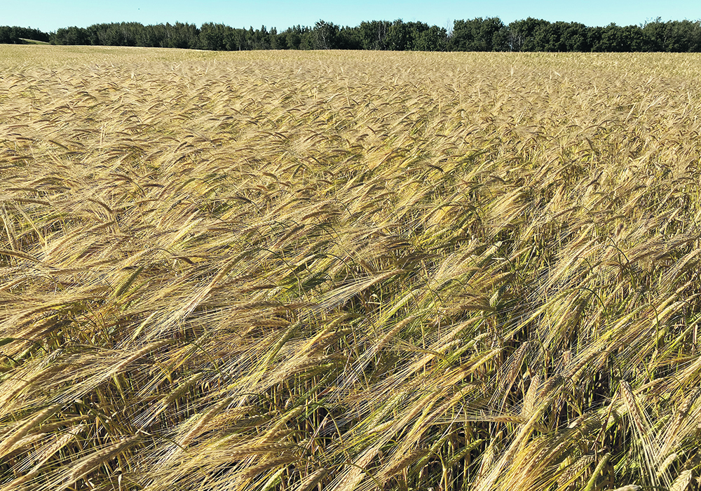Barley is experiencing a renaissance because it is a relatively cheap crop to grow and feed prices have been strong.  | File photo