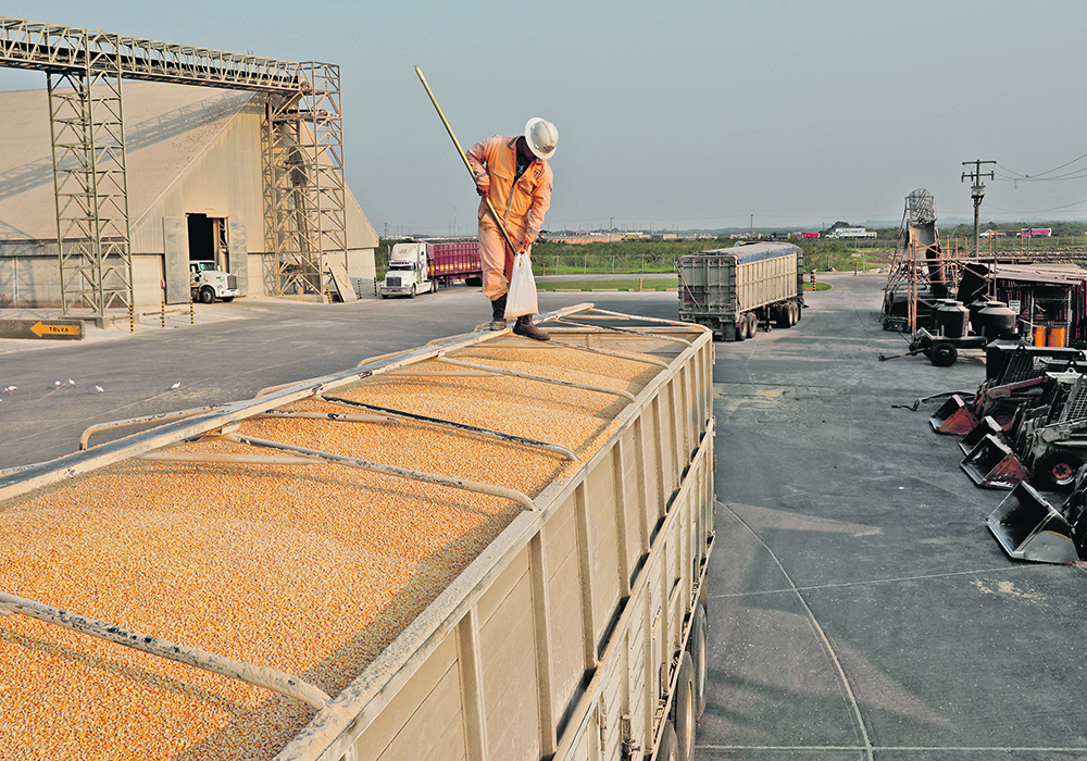 Mexico’s National Agricultural Council said the bans on genetically modified corn and glyphosate could reduce the country’s corn production by up to 45 percent. A worker samples an imported load of corn at Tuxpan, in Veracruz.  | Reuters/Henry Romero photo