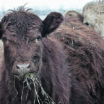 Interest is growing in the United States for a return to some kind of country-of-origin labelling rules, similar to what significantly damaged Canada’s cattle industry in the previous decade. | Jeannette Greaves photo