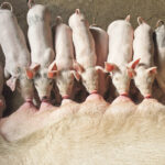 Previous to the African swine fever outbreak, China produced roughly half of all the pigs in the world. | Reuters photo