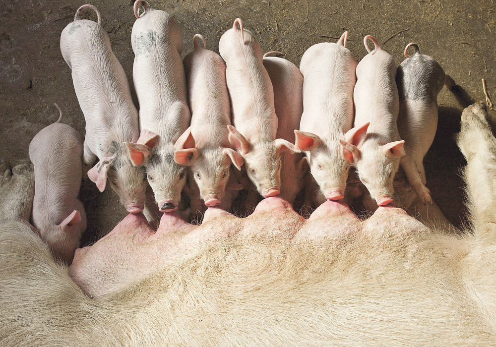 Previous to the African swine fever outbreak, China produced roughly half of all the pigs in the world. | Reuters photo