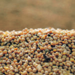 The USDA left soybean production unchanged at 133 million tonnes for Brazil and 48 million tonnes for Argentina in its February World Agricultural Supply and Demand Estimates report. | Reuters/Jorge Adorno photo