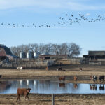 Premises identification is designed to better equip livestock producers and rural communities for emergencies and help responders locate sites. It can also be useful in managing outbreaks of animal disease. | File photo