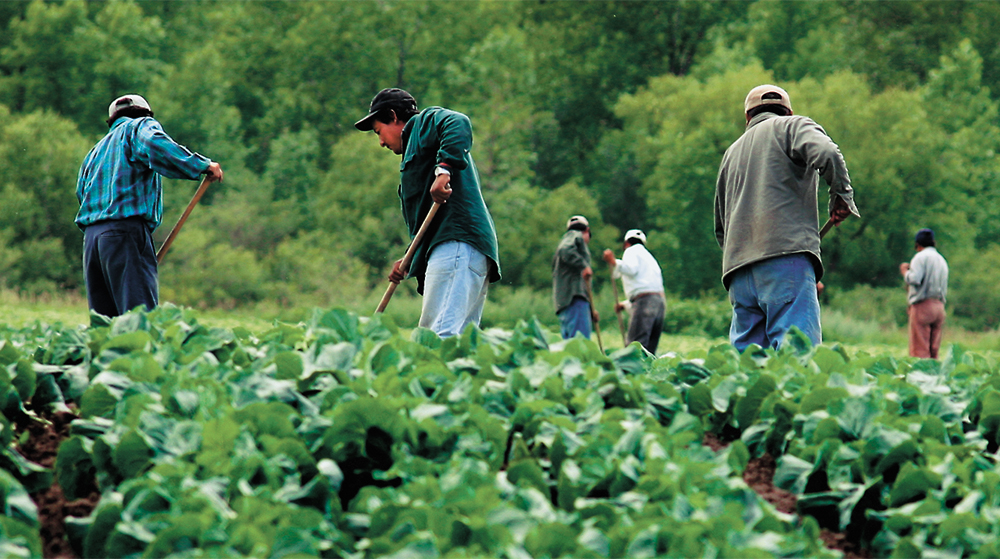 Despite measures from the federal government, producers in some provinces are still worried the new travel restrictions will limit their ability to access foreign labour.   | File photo