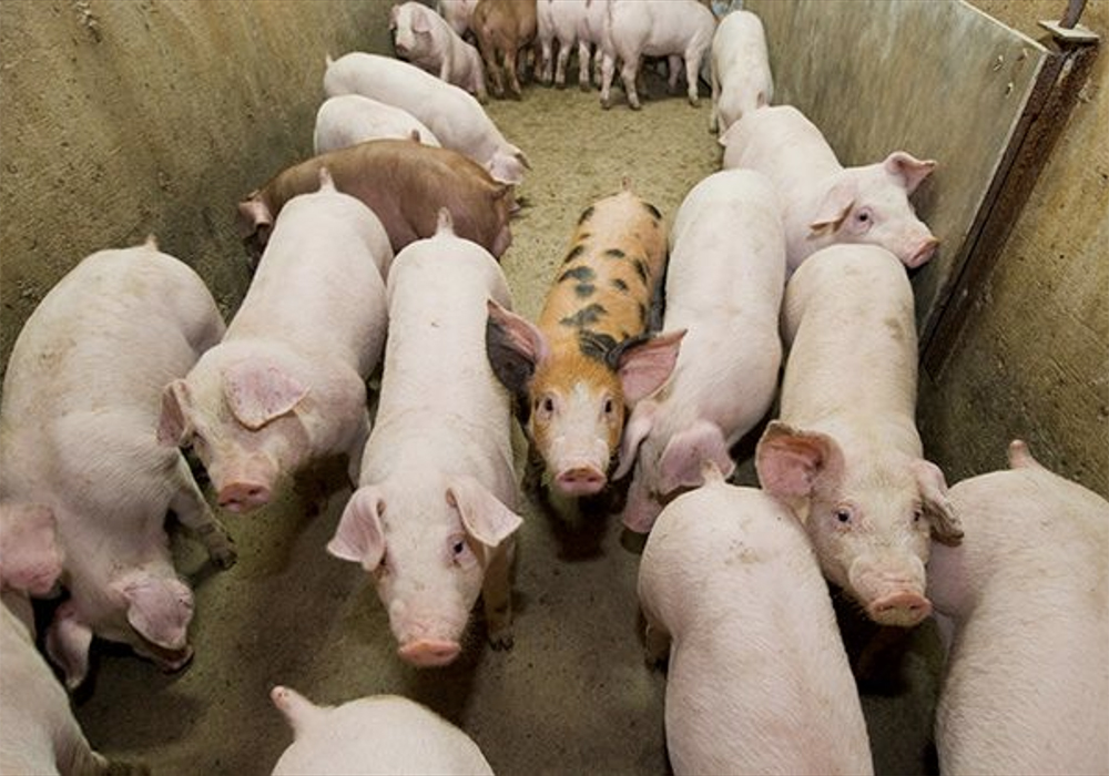 For much of 2020, representatives of the provincial pork associations in Western Canada have been in talks with the major packers — Olymel, Maple Leaf Foods, Donald's Fine Foods of Regina and others — to boost the price paid to hog farmers. | Screencap via Twitter/@albertapork