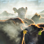 P: Steam rises as one inquisitive cow pokes up her head for a better view. | Mike Sturk photo