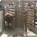 Researcher Desiree Gellatly has one year of data on heifer acclimation to handling and plans further studies to test the findings. | File photo