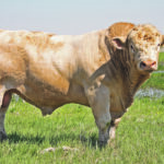 Purebred bulls that are bought at sales held months before breeding season will likely need to be rechecked. | File photo