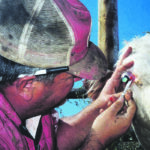 Dr. Robert Cope removes a cancerous growth from a cow’s eyeball. | Heather Smith Thomas photo