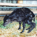 Contractural arachnodactyly, or fawn calf, is rarely fatal but calves are tall and slender and may be weak, with impaired joint motion. | Heather Smith Thomas photo