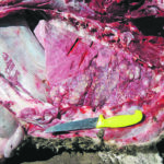A case of Mycoplasma is found in the lungs of a bovine. | Dr. Murray Jelinski photo